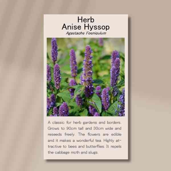 anise-hyssop-front front side of anise hyssop seed packet