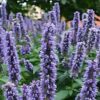 anise-hyssop-seeds-1