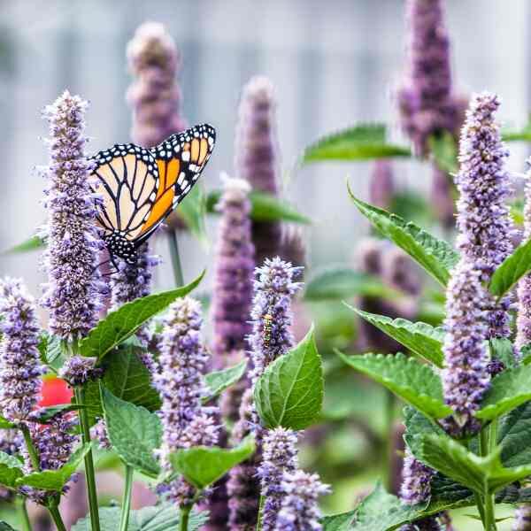 anise-hyssop-seeds-2 anise-hyssop-seeds-2
