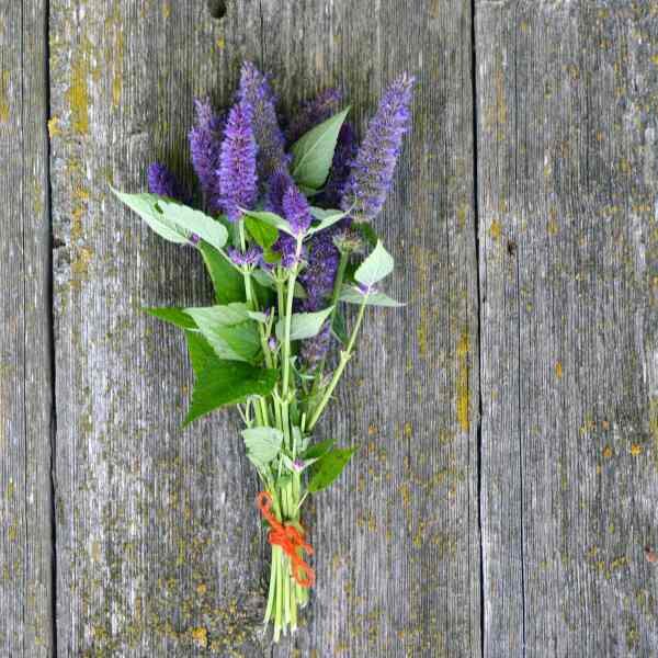 anise-hyssop-seeds-3 anise-hyssop-seeds-3