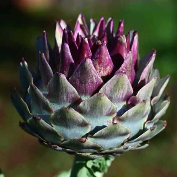 artichoke-violet-de-provence