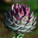 artichoke-violet-de-provence