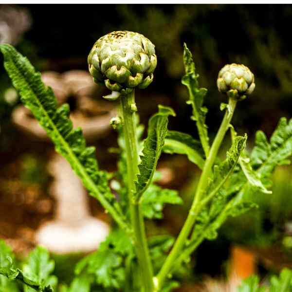 artichoke-violet-de-provence-seeds-1 artichoke-violet-de-provence-seeds-1