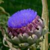 artichoke-violet-de-provence-seeds-2