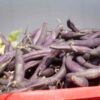 bean-climbing-purple-king-seeds