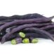 bean-climbing-purple-king-seeds-2