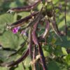 bean-climbing-purple-king-seeds-3