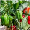 capsicum-yolo-wonder-seeds (1)
