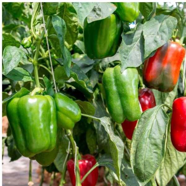 capsicum-yolo-wonder-seeds (1)