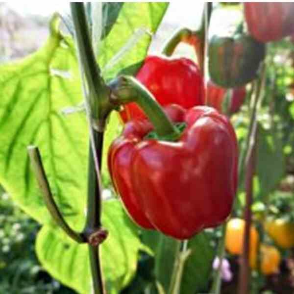 capsicum-yolo-wonder-seeds-3 capsicum-yolo-wonder-seeds-3