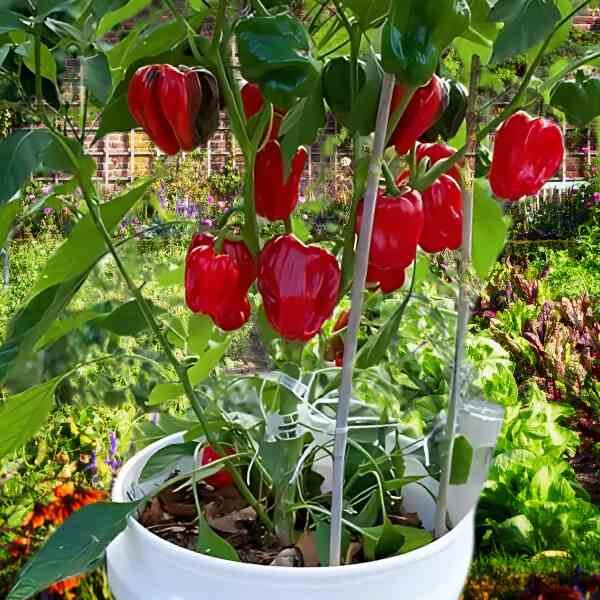 capsicum-yolo-wonder-seeds-4 capsicum-yolo-wonder-seeds-4
