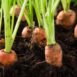 carrot-short-kuroda-seeds-1