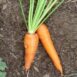 carrot-short-kuroda-seeds-2