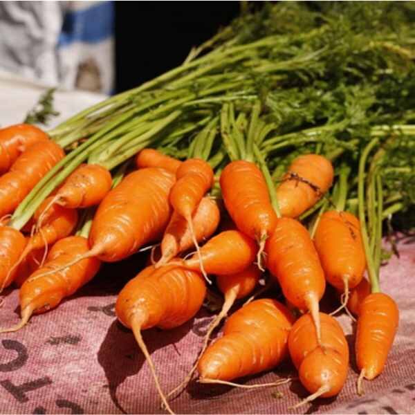 bunch of carrot short kuroda carrots