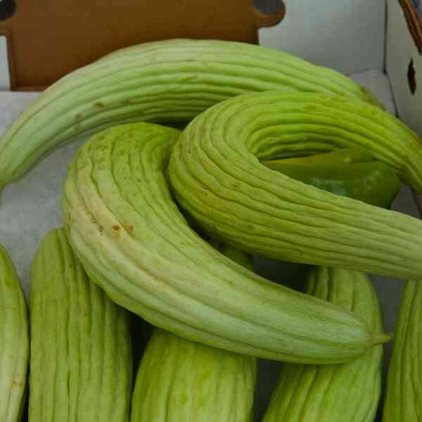 cucumber-armenian-seeds=2 cucumber-armenian-seeds=2