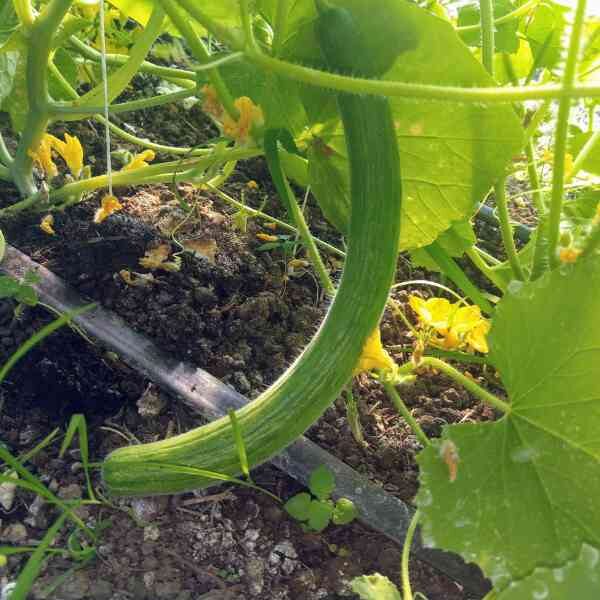 cucumber-armenian-seeds=3 cucumber-armenian-seeds=3