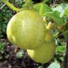 cucumber-crystal-apple-seeds-1