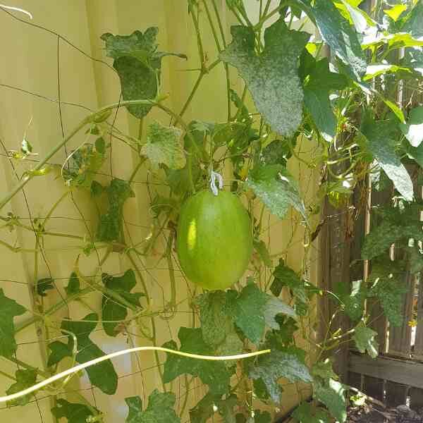 cucumber-crystal-apple-seeds-3 cucumber-crystal-apple-seeds-3