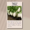 eggplant-caspar-seed-packet-front