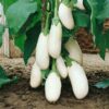 eggplant-caspar seeds-2
