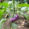 eggplant-ping-tung-long-1