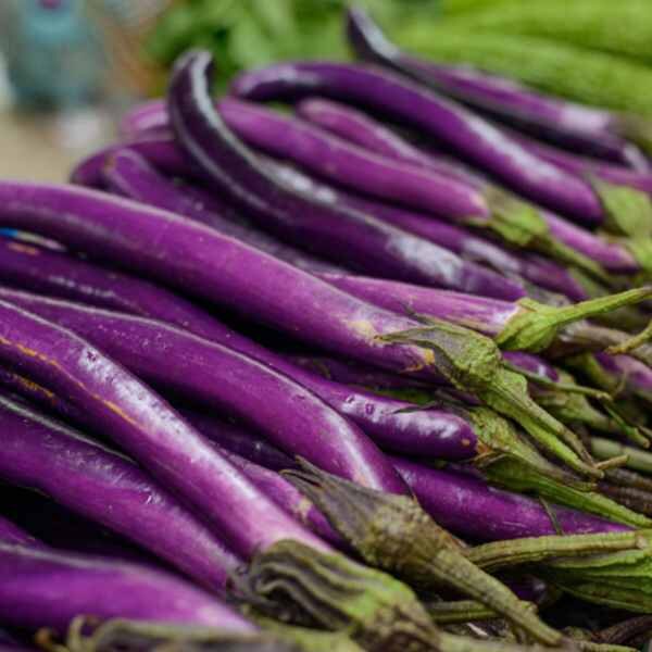 eggplant-ping-tung-long-seeds