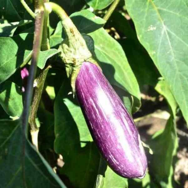 eggplant-tsakoniki-seeds-2 eggplant-tsakoniki-seeds-2