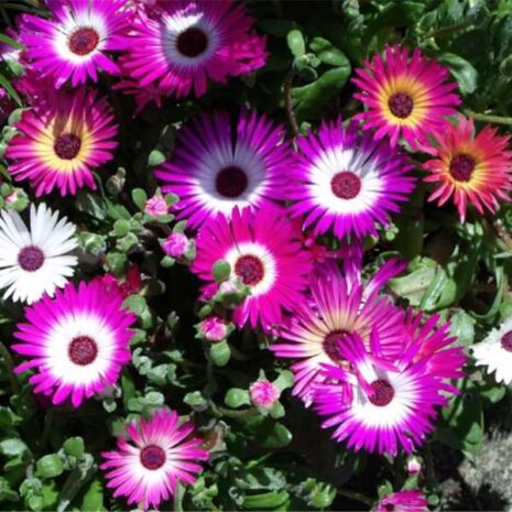 flower-livingstone-daisy-seeds