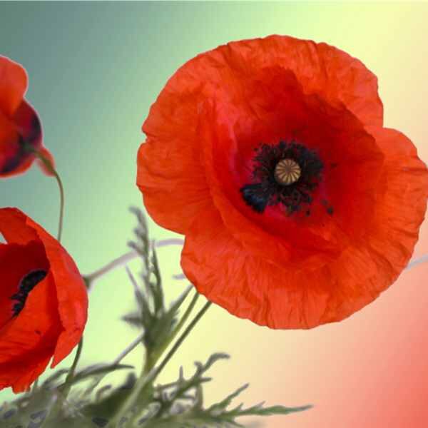 flower-poppy-flander-seed