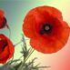 flower-poppy-flander-seed