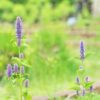 anise hyssop flower spikes