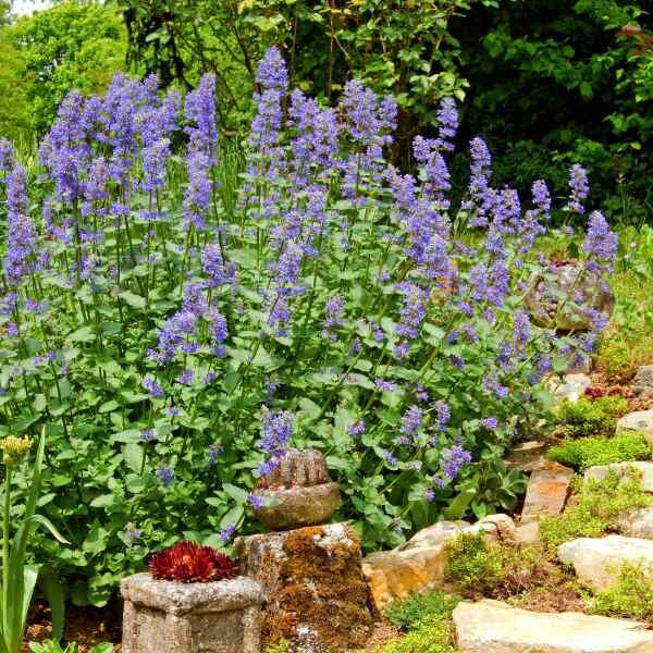 herb-catnip-seeds-1 herb-catnip-seeds-1
