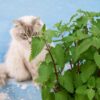 herb-catnip-seeds-2