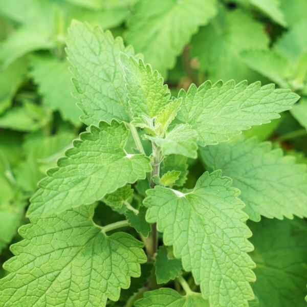herb-catnip-seeds-3 herb-catnip-seeds-3