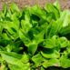 herb-sorrel-seed-2