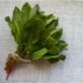 herb-sorrel-seed-4