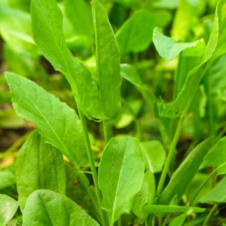 herb-sorrel-seed