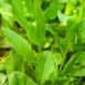 herb-sorrel-seed