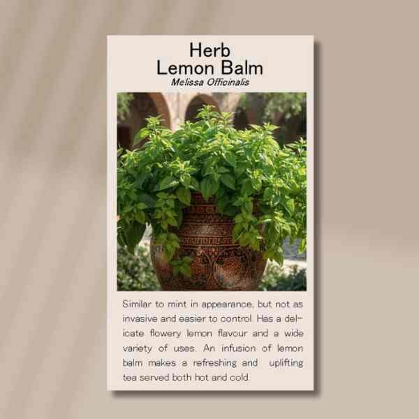 lemon-balm-front lemon-balm-front