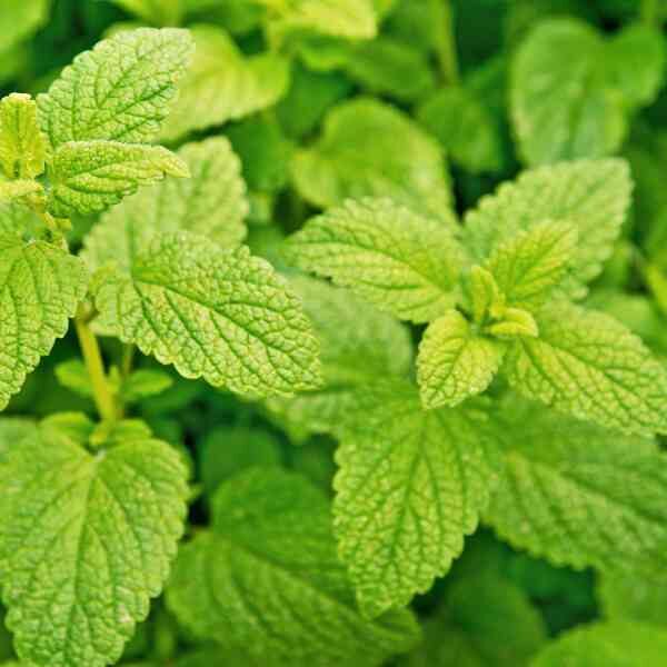 lemon-balm-seeds-1 lemon-balm-seeds-1