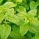 lemon-balm-seeds-1