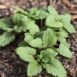 lemon-balm-seeds-3