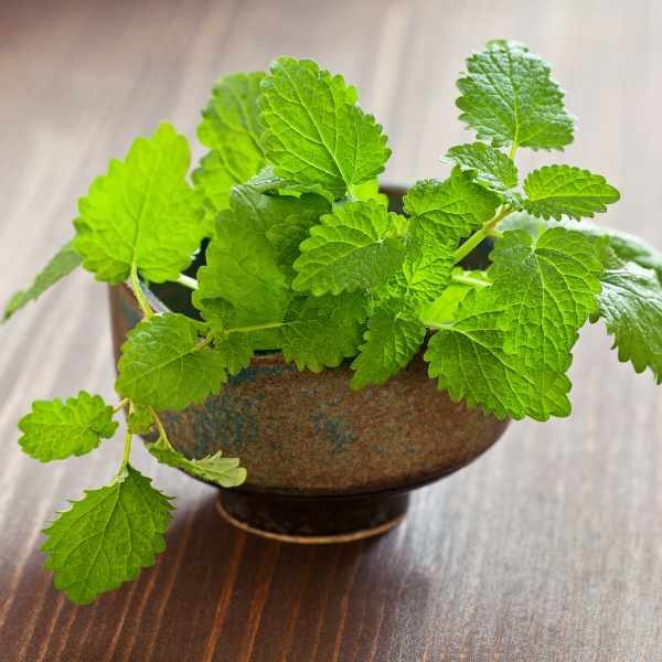 lemon-balm-seeds