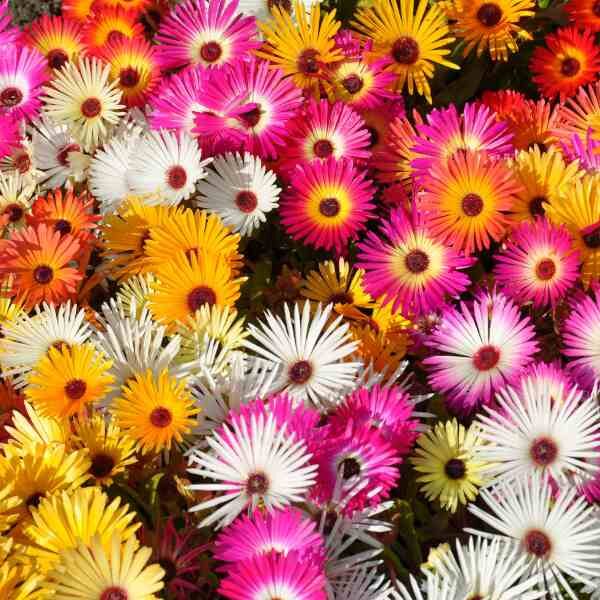 livingstone-daisy-seeds-1 livingstone-daisy-seeds-1