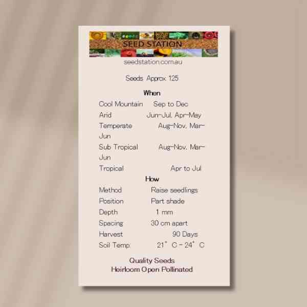 lovage-back lovage-back