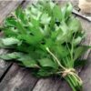 lovage-seeds-8