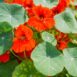 nasturtium-empress-of-india-seeds-2