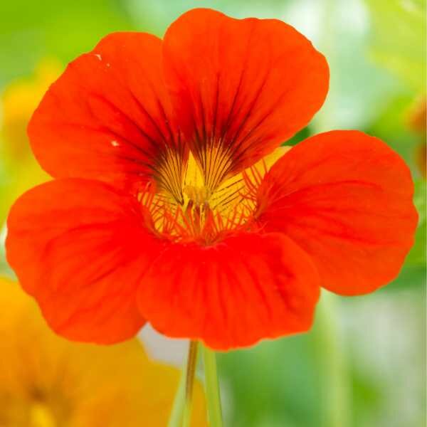 nasturtium-empress-of-india-seeds-3 nasturtium-empress-of-india-seeds-3