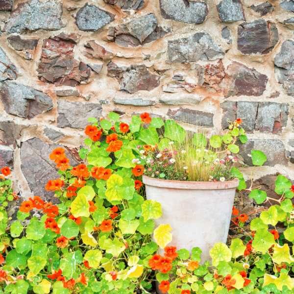 nasturtium-empress-of-india-seeds-4 nasturtium-empress-of-india-seeds-4