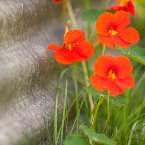 nasturtium-empress-of-india-seeds